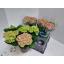 product/img.floraplaza.nl/129414-15-LIVE_fotos-0xD654236873F316013F11A1DEBF4B37A6A4883AEC.jpg