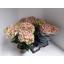 product/img.floraplaza.nl/129414-15-LIVE_fotos-0xFA7459AFE8593EB7D903E58956B68E36C6D21638.jpg