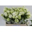 product/img.floraplaza.nl/129440-60-LIVE_fotos-0x8CC18463CC421F033B48D80DB8ED6FA33FDEE1DB.jpg