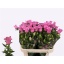 product/img.floraplaza.nl/129465-70-LIVE_fotos-0xBB6036842E77A890F5E9332FE13BEFEA4A14082E.jpg