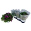 product/img.floraplaza.nl/12950-19-LIVE_fotos-0x58B4D82999548C27CE6D91D3D01AE4A66C484749.jpg