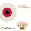 product/img.floraplaza.nl/129545-50-LIVE_fotos-0x33EB3D8C011D82CEEC10CCEFDB49A634C2241AA8.jpg