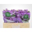 product/img.floraplaza.nl/129548-LIVE_fotos-0xBF3F10333C7C2A3EB72CD458D5ED85905D88CD53.jpg