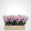 product/img.floraplaza.nl/129549-LIVE_fotos-0x973EF531B9C6FC2CEB14A21ED5BAC2F41C7D743F.jpg