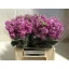 product/img.floraplaza.nl/129550-45-LIVE_fotos-0x9EF8E57CD233E7B03594FDA34C9310289F97E6A2.jpg
