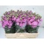 product/img.floraplaza.nl/129550-LIVE_fotos-0xE695CDE299D9FAAC541831EBC4CE7BE833F63797.jpg