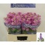 product/img.floraplaza.nl/129550-LIVE_fotos-0xED70E209E38C1E2F89B657EC62E15EC5FB21424A.jpg