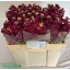 product/img.floraplaza.nl/129551-LIVE_fotos-0xDEE6F57176127346430F9235BDE1BD3C7CD13BC1.jpg