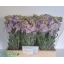 product/img.floraplaza.nl/129552-LIVE_fotos-0x2A7C52AAB5124F8FA65FE715BA450AE16997A4DE.jpg