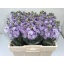 product/img.floraplaza.nl/129552-LIVE_fotos-0xE4B3C2205F30CD747426B884123D6803747F79A7.jpg