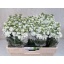 product/img.floraplaza.nl/129554-LIVE_fotos-0x4FF1F7EFAC2F341807975100E16D1EC89FCA45D6.jpg