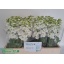 product/img.floraplaza.nl/129554-LIVE_fotos-0xCED098AE0751DADE274863698306235D9C223AE1.jpg