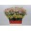 product/img.floraplaza.nl/129564-50-LIVE_fotos-0xFB40529A1D1C23BA555A78C4EC21576BBF714CFA.jpg