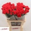 product/img.floraplaza.nl/129589-60-LIVE_fotos-0x8B4A974E7A981892CB7D0B1A3FB907191BBFD6D1.jpg