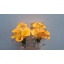 product/img.floraplaza.nl/129590-60-LIVE_fotos-0xEF8C57D30030570B4B3132F3B5A6408DF8ECA2B1.jpg
