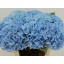 product/img.floraplaza.nl/129592-80-LIVE_fotos-0xCF80E2CB7D25E1D51C3CEC4A2A377FCF6B0B9CBA.jpg