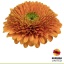 product/img.floraplaza.nl/129597-50-LIVE_fotos-0xFD729A4264BEFEA96F5EC5A5B738E23D820AD57A.jpg