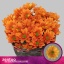 product/img.floraplaza.nl/129645-70-LIVE_fotos-0x5099B0D333BAC37234C31E71445B821B9D484E03.jpg