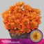 product/img.floraplaza.nl/129645-70-LIVE_fotos-0xF9DE72579EA5908F5DA5ECD05594120D86BBB079.jpg