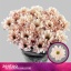 product/img.floraplaza.nl/129646-70-LIVE_fotos-0xE7C8E5007D0B8CF6D16F86EFD9A4622A9F805C05.jpg
