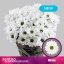 product/img.floraplaza.nl/129666-70-LIVE_fotos-0x1F2FB1855ECA17ED4BB0BFD89C26233DDAB76027.jpg