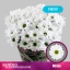 product/img.floraplaza.nl/129666-70-LIVE_fotos-0x55A908B4818B5DA7CB5989BBC5ED0148D010A7AF.jpg
