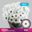 product/img.floraplaza.nl/129666-70-LIVE_fotos-0xAD90B82AC2B493A01405AD6513BBA5684E10A09B.jpg