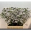 product/img.floraplaza.nl/129673-70-LIVE_fotos-0x1B0F50A0BE9307DC4C9704E39E5061C4C2FAAED9.jpg