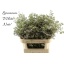 product/img.floraplaza.nl/129673-80-LIVE_fotos-0xB3C78906DBFA27FEC097760B4A751C666D997475.jpg