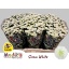 product/img.floraplaza.nl/129684-55-LIVE_fotos-0x5F55FE57D5A7A5DE9FE4EB838C5DB3CCC79FDFD4.jpg