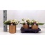 product/img.floraplaza.nl/129702-12-LIVE_fotos-0x93485E7D61DFEF0F118C4A7E328CE06C5AB98C6A.jpg