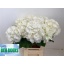 product/img.floraplaza.nl/129737-60-LIVE_fotos-0xF7A25E6877029B37D6F6D1CB340FCB1F8965A843.jpg
