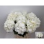 product/img.floraplaza.nl/129737-80-LIVE_fotos-0x281DB1DFA2CBB760F663C961D4DAB317C691CB25.jpg