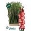 product/img.floraplaza.nl/129756-120-LIVE_fotos-0xD6EAEBC6E41FBEC98FB2392AC68B0A629D5BEA05.jpg