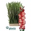 product/img.floraplaza.nl/129756-120-LIVE_fotos-0xDA8426976D6A115E577BFE5F792902346CC16066.jpg