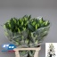 product/img.floraplaza.nl/12976-100-LIVE_fotos-0x428DD6CCE6088EAFBEF0BCC58AAB43351718DEE1.jpg