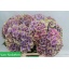 product/img.floraplaza.nl/129764-60-LIVE_fotos-0x6B7B0AE4E0A06A8916A9366DFB16BF6C3E1E535B.jpg