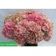 product/img.floraplaza.nl/129764-60-LIVE_fotos-0x8C1AB2E6A77B6A2ED3B4574A8C9F6B0F4219AFBE.jpg