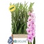 product/img.floraplaza.nl/129769-120-LIVE_fotos-0x2C434E9911E9CB9164FEBEE4E36F62C2F7AE4259.jpg