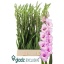 product/img.floraplaza.nl/129769-120-LIVE_fotos-0xB43EA889D8F6329BB97FEE27AFB969FA0A2CC550.jpg