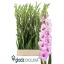 product/img.floraplaza.nl/129769-120-LIVE_fotos-0xFAE9294E169B8C4FB72454DBDF1A175003A06AD4.jpg