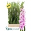 product/img.floraplaza.nl/129769-125-LIVE_fotos-0xBB0C6BF8450C7FE4DF78F2170842841F70E660F5.jpg