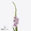 product/img.floraplaza.nl/129769-ART_fotos-VBN-vbn129769.jpg