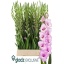 product/img.floraplaza.nl/129769-LIVE_fotos-0xF876A832E2B3CFED9EB692173B3620F715BA0743.jpg