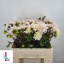 product/img.floraplaza.nl/129785-55-LIVE_fotos-0x2FCBF74D17E3C4263ED8B6A2CCA9AC729BDDCB13.jpg