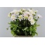 product/img.floraplaza.nl/129785-55-LIVE_fotos-0x534F8A0599390449768C5B92DC39989CDC20ED6A.jpg