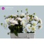 product/img.floraplaza.nl/129785-55-LIVE_fotos-0xC2FED38B80E97A99747EC9D92CE2237E97FAB0AF.jpg