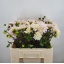 product/img.floraplaza.nl/129785-55-LIVE_fotos-0xF4667E1175F0E8387A42C444D89E637C0F8445D5.jpg