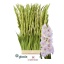 product/img.floraplaza.nl/129798-125-LIVE_fotos-0x2A3E917514D9C0AF50D07DBF2D69EB4E47A652C6.jpg
