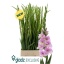 product/img.floraplaza.nl/129798-125-LIVE_fotos-0x954863E5E477E1AE00721212F93AF9B59A6348C1.jpg
